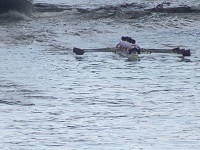 早慶レガッタ観戦応援